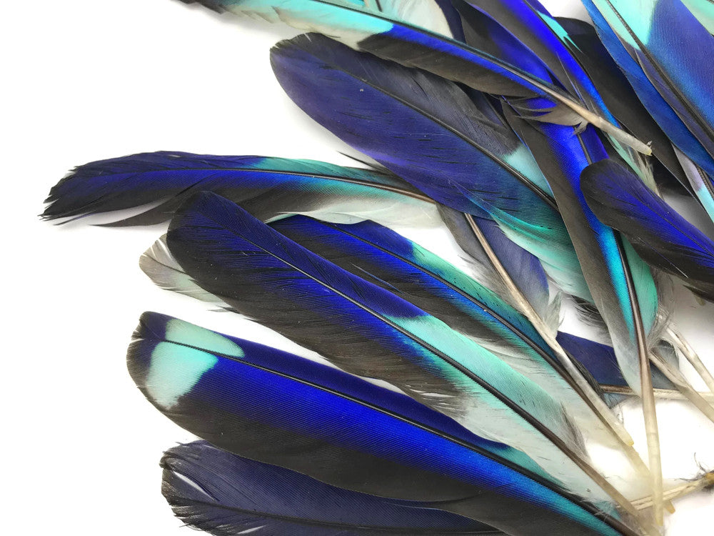 4 Pieces - Natural Turquoise Blue Indian Roller Exotic Tail Feathers