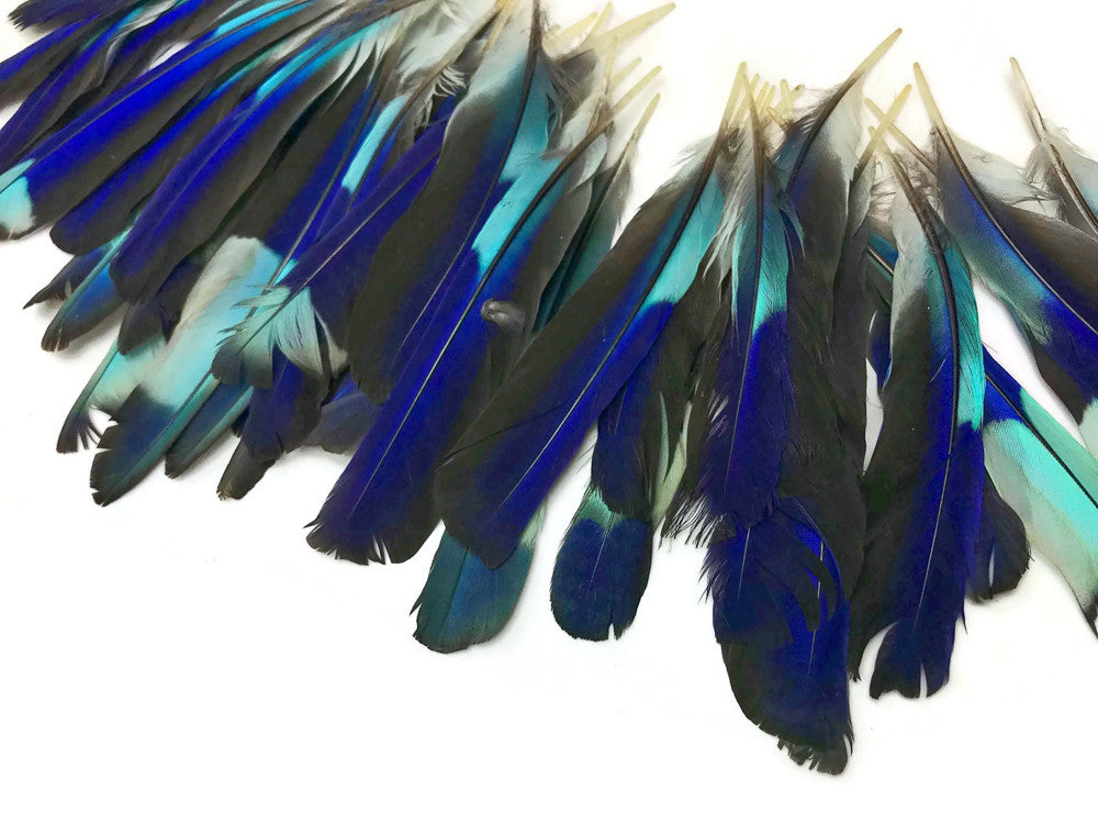 4 Pieces - Natural Turquoise Blue Indian Roller Exotic Wing Feathers