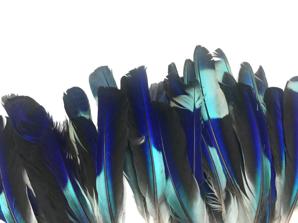 4 Pieces - Natural Turquoise Blue Indian Roller Exotic Tail Feathers