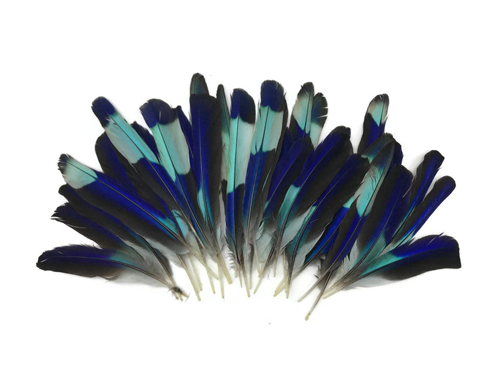 4 Pieces - Natural Turquoise Blue Indian Roller Exotic Wing Feathers