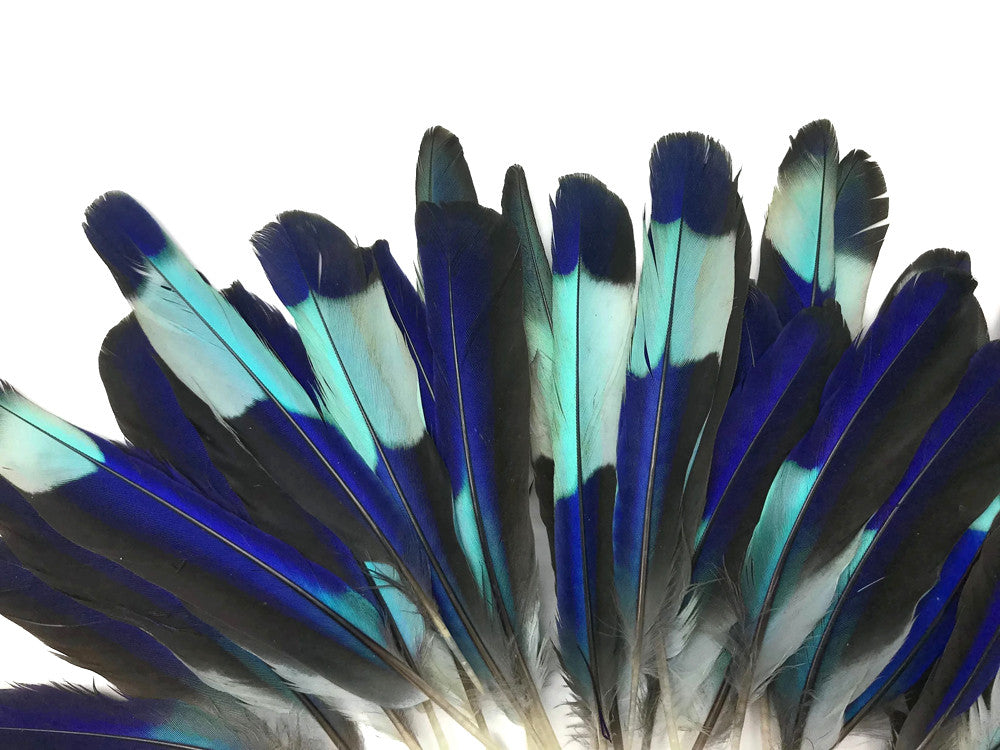 4 Pieces - Natural Turquoise Blue Indian Roller Exotic Wing Feathers