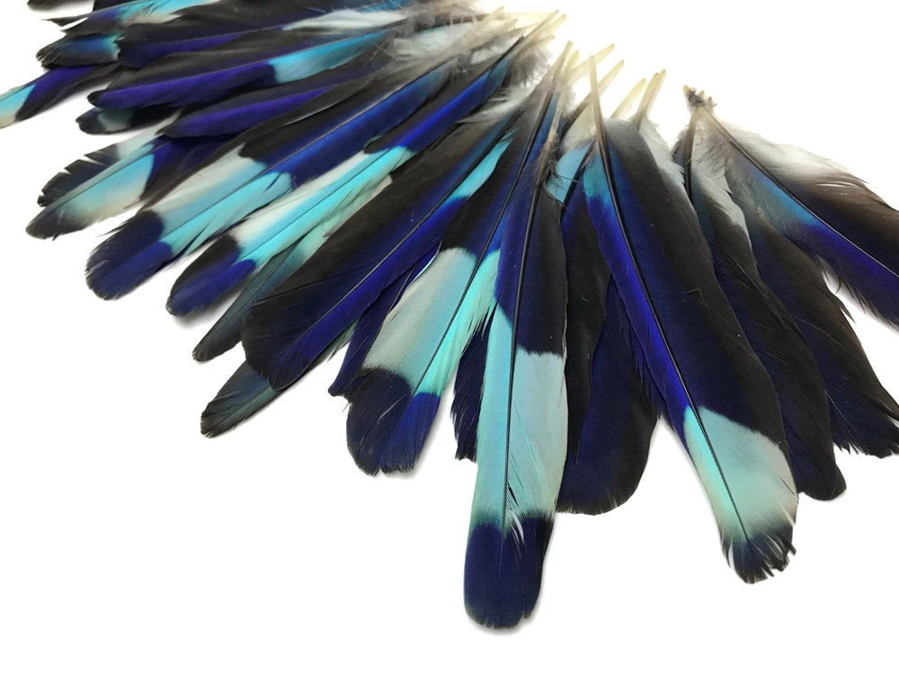4 Pieces - Natural Turquoise Blue Indian Roller Exotic Wing Feathers