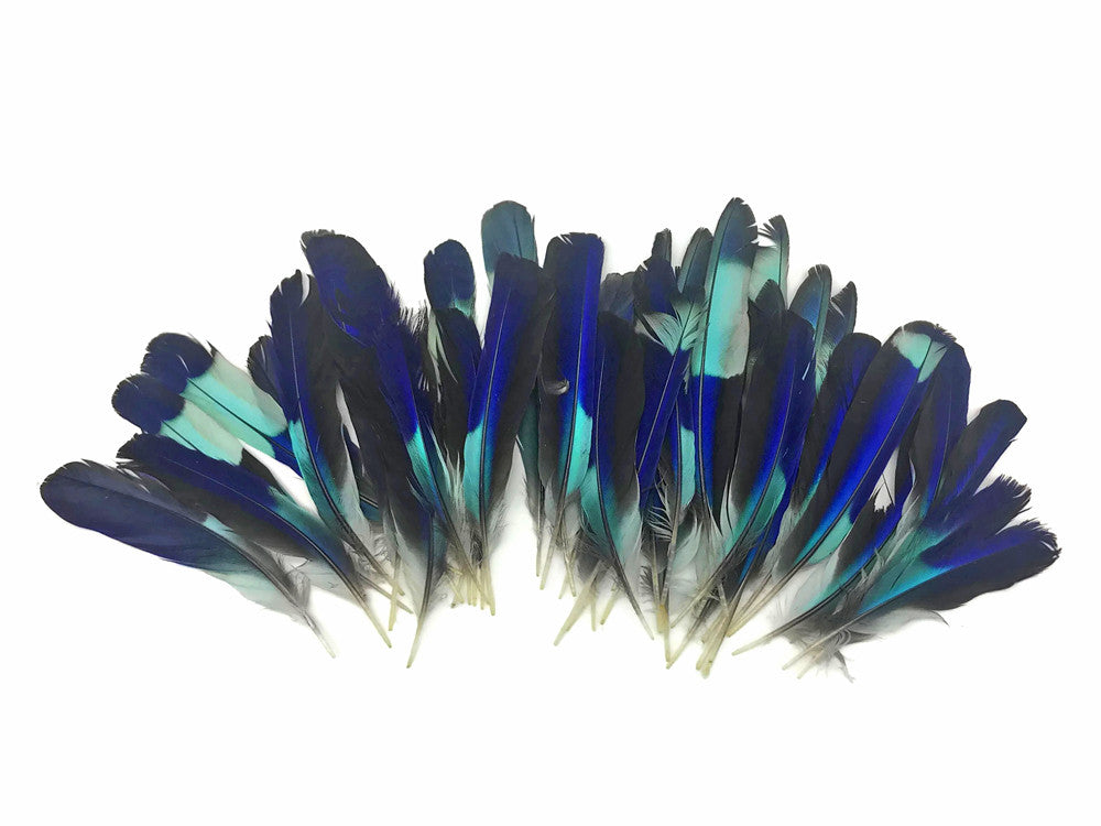 4 Pieces - Natural Turquoise Blue Indian Roller Exotic Wing Feathers