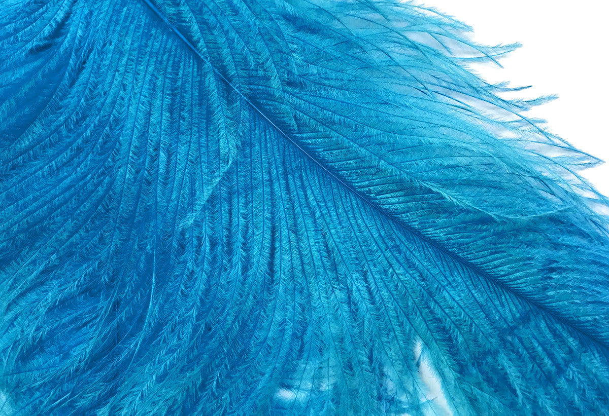 1/2 Lb. - 18-24" Turquoise Blue Large Ostrich Wing Plume Wholesale Feathers (Bulk)