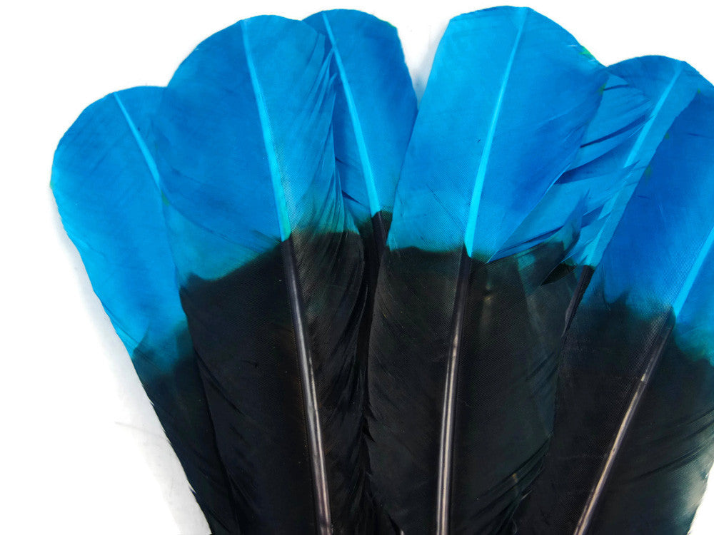 1/4 Lb - Turquoise Blue & Black Two Tone Turkey Rounds Tom Wing Secondary Quill Feathers