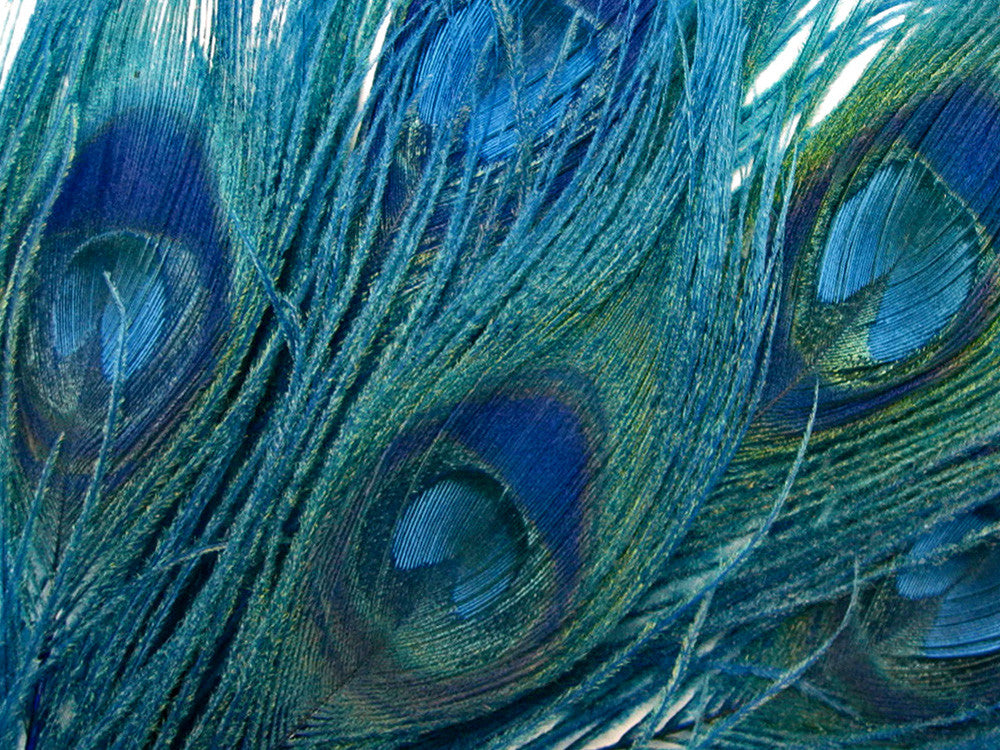 5 Pieces – Turquoise Blue Bleached & Dyed Peacock Tail Eye Feathers 10-12” 