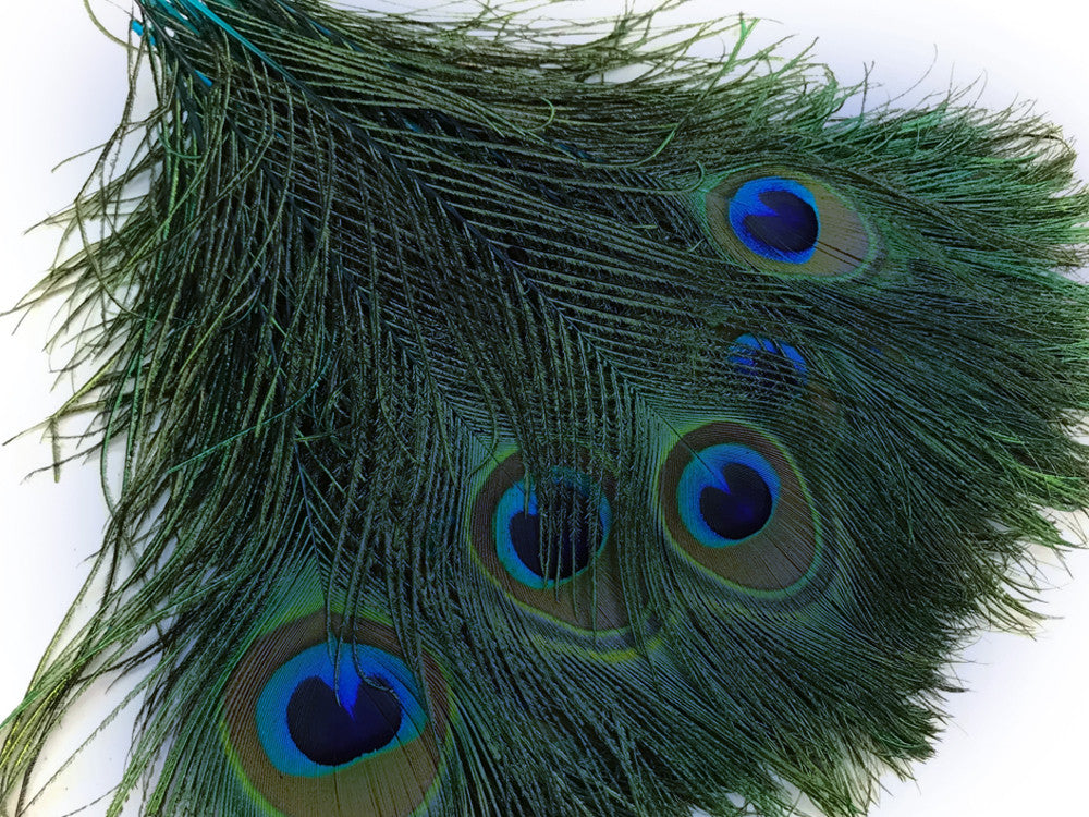 50 Pieces - 10-12" Turquoise Blue Dyed Over Natural Peacock Tail Eye Wholesale Feathers (Bulk)