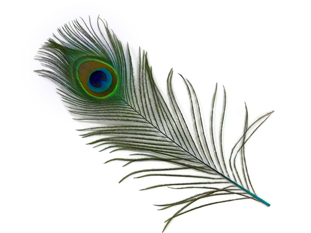 50 Pieces - 10-12" Turquoise Blue Dyed Over Natural Peacock Tail Eye Wholesale Feathers (Bulk)