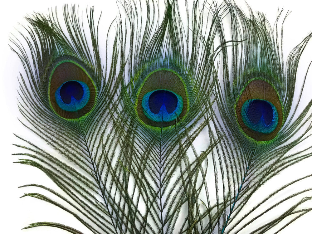 50 Pieces - 10-12" Turquoise Blue Dyed Over Natural Peacock Tail Eye Wholesale Feathers (Bulk)