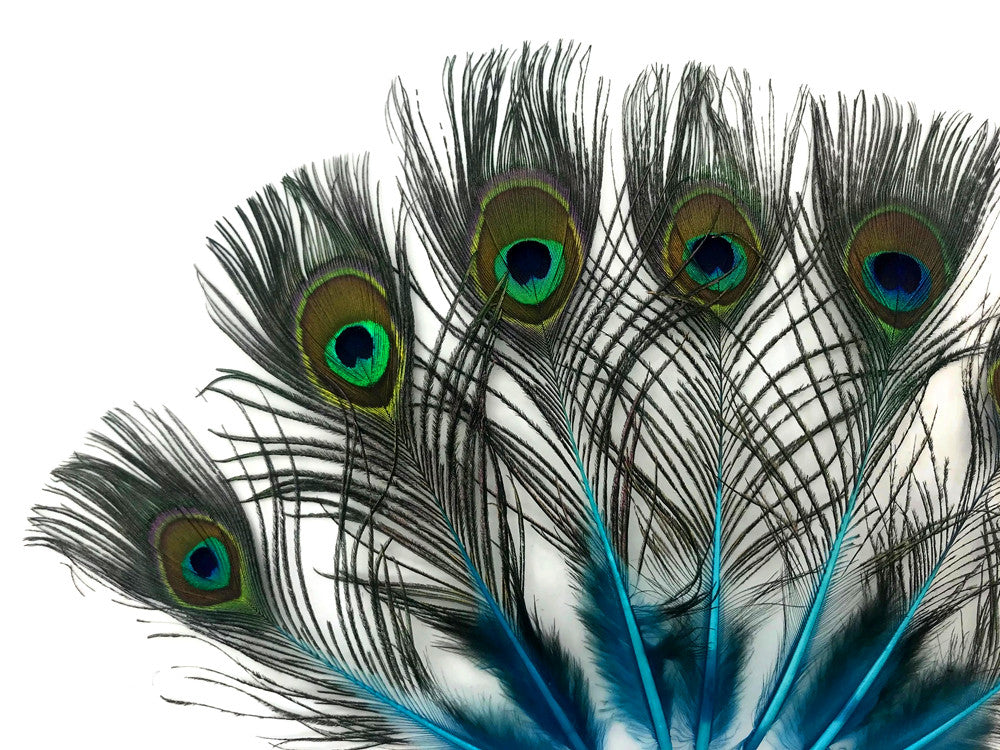 50 Pieces - Turquoise Blue Mini Natural Peacock Tail Body With Eyes Wholesale Feathers (Bulk)