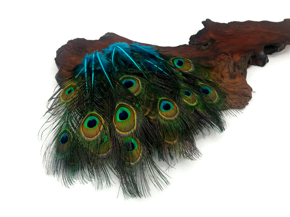 50 Pieces - Turquoise Blue Mini Natural Peacock Tail Body With Eyes Wholesale Feathers (Bulk)