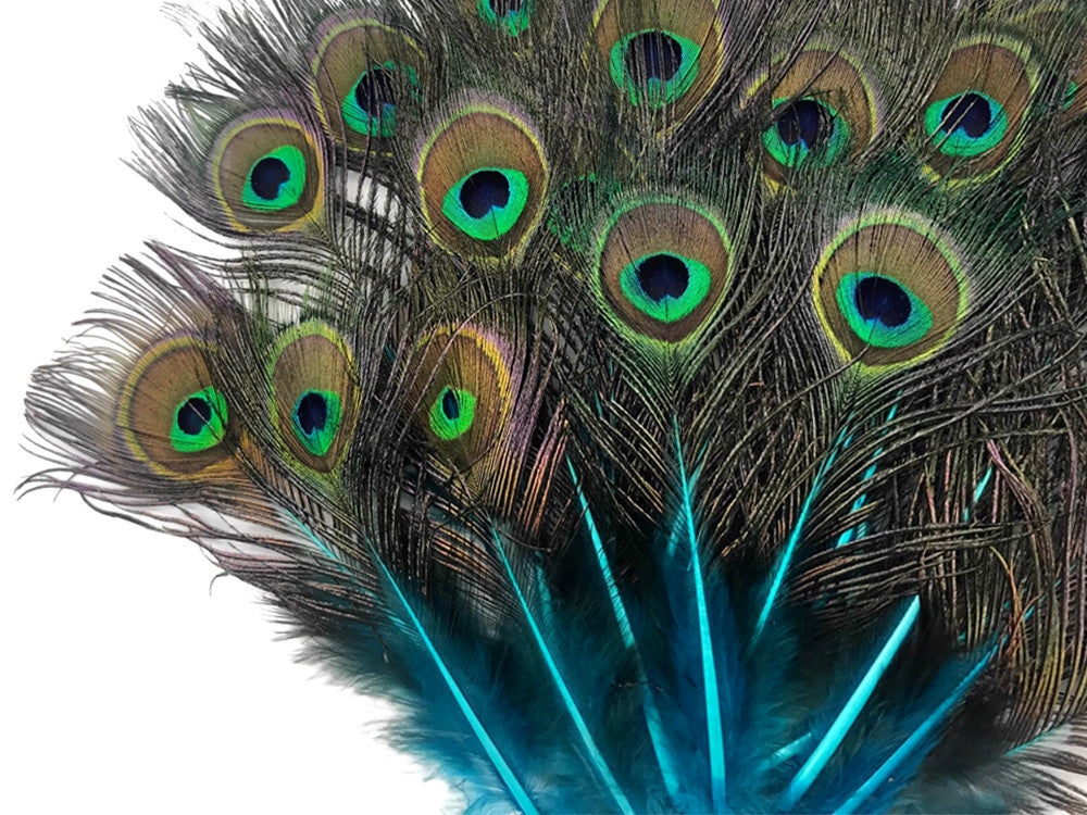 50 Pieces - Turquoise Blue Mini Natural Peacock Tail Body With Eyes Wholesale Feathers (Bulk)