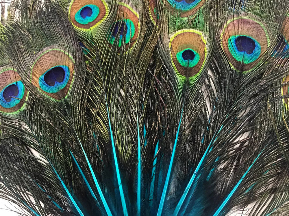 50 Pieces - Turquoise Blue Mini Natural Peacock Tail Body With Eyes Wholesale Feathers (Bulk)