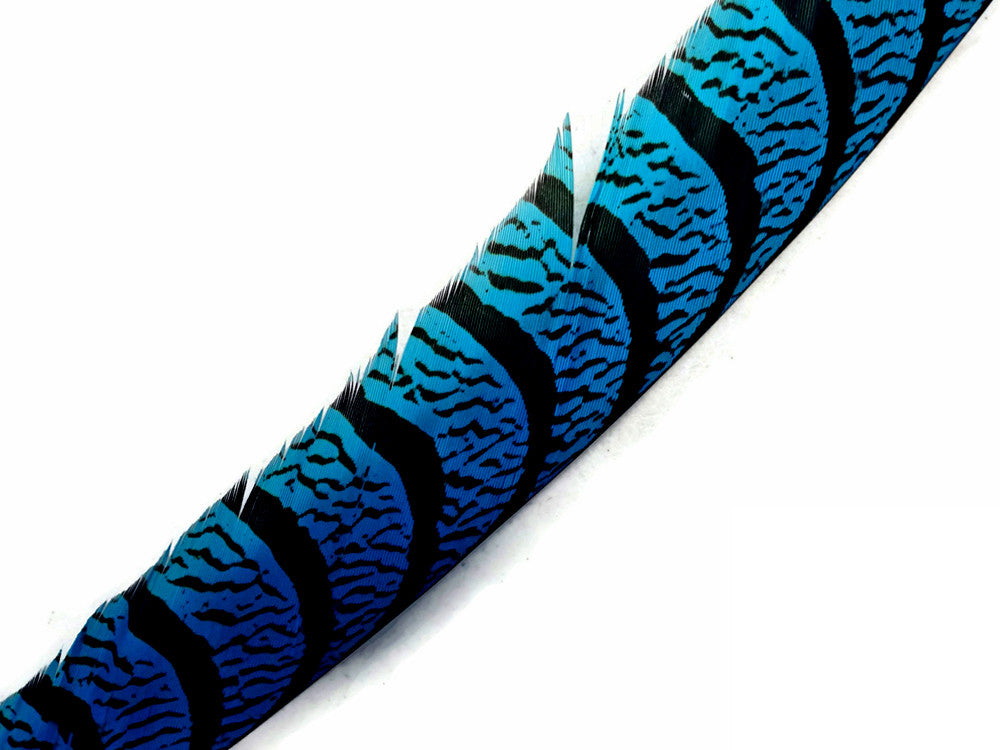 5 Pieces - 30-35" Turquoise Blue Zebra Lady Amherst Pheasant Tail Super Long Feathers