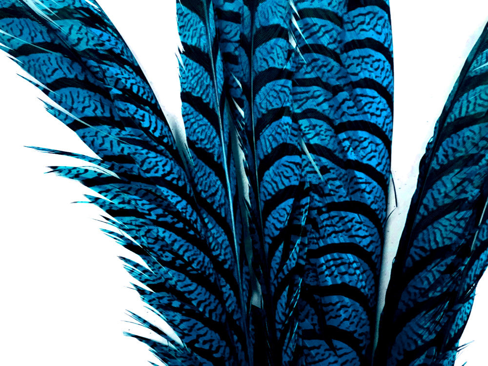 5 Pieces - 30-35" Turquoise Blue Zebra Lady Amherst Pheasant Tail Super Long Feathers