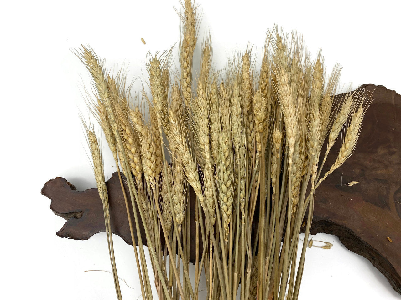 10 Pieces - 18-20" Natural Tan Preserved Dried Botanical Wheat Grass