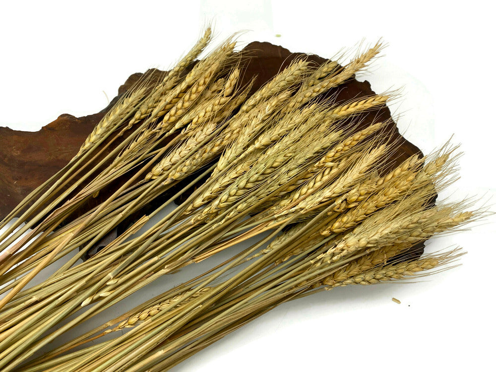 10 Pieces - 18-20" Natural Tan Preserved Dried Botanical Wheat Grass