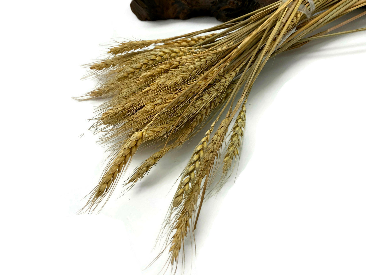 10 Pieces - 18-20" Natural Tan Preserved Dried Botanical Wheat Grass