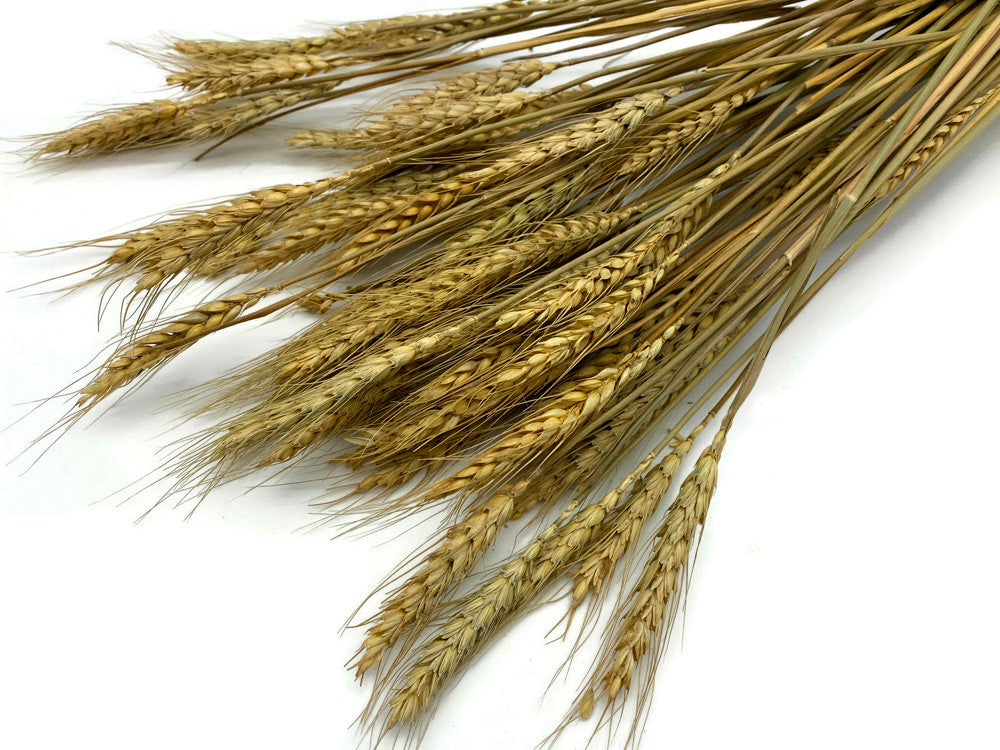 10 Pieces - 18-20" Natural Tan Preserved Dried Botanical Wheat Grass