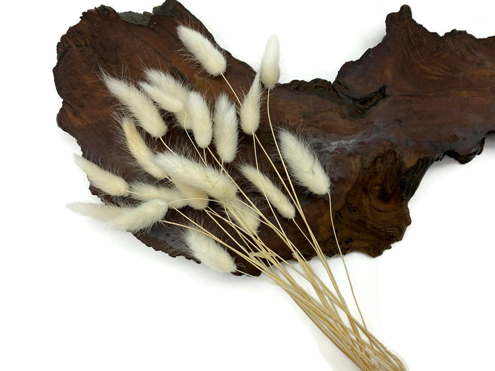 30 Pieces - 12-15" Bleached White Bunny Tail Preserved Dried Botanical Grass Bouquet