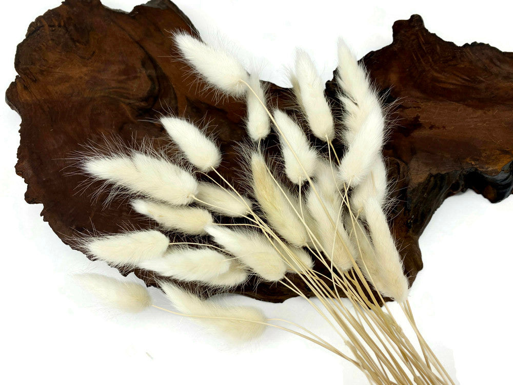 30 Pieces - 12-15" Bleached White Bunny Tail Preserved Dried Botanical Grass Bouquet