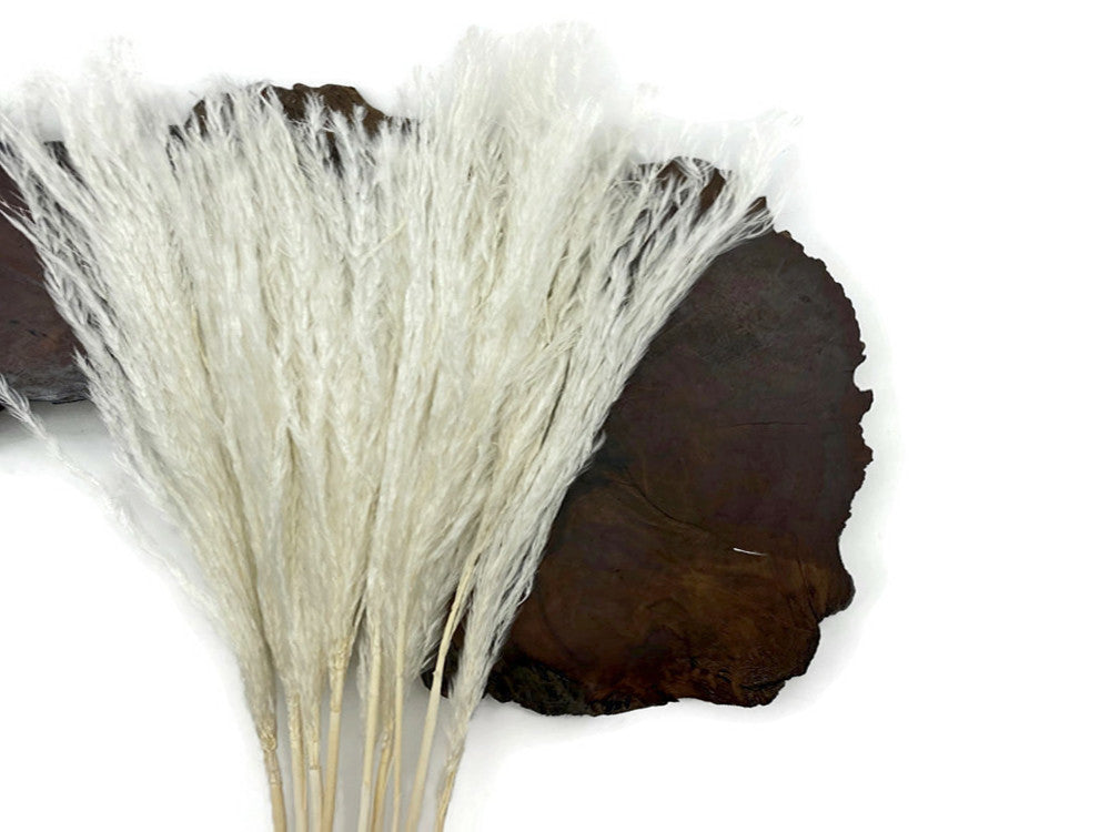 10 Pieces - 14-16" Bleached White Preserved Dried Horsetail Whisk Plume Reed Grass