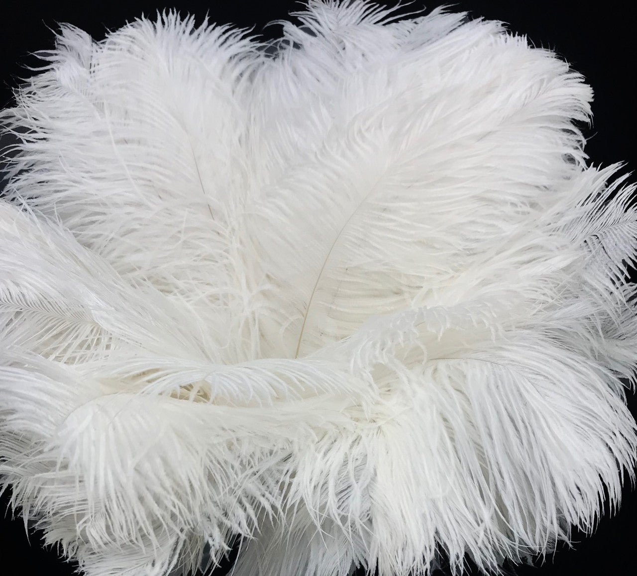 1/2 Lb - 12-16" Snow White Ostrich Tail Wholesale Fancy Feathers (Bulk)