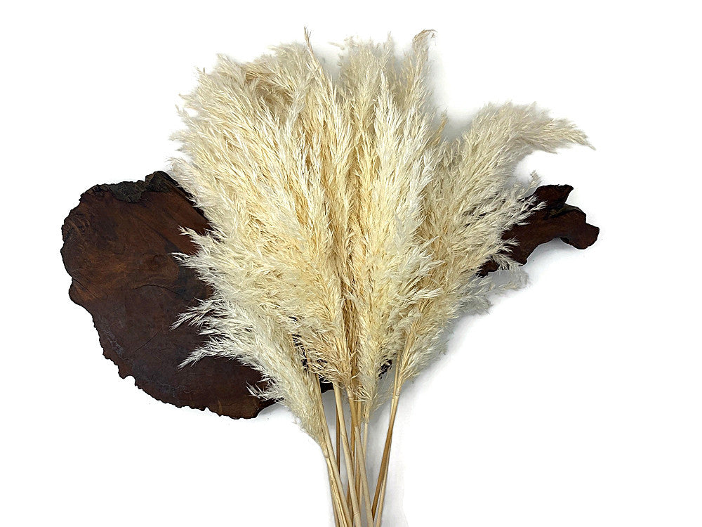 5 Pieces - 20-24" Bleached White Preserved Dried Plume Pampas Reed Grass