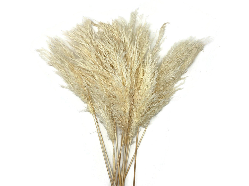 5 Pieces - 20-24" Bleached White Preserved Dried Plume Pampas Reed Grass