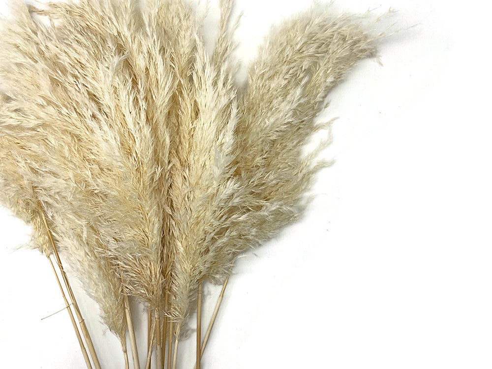 5 Pieces - 20-24" Bleached White Preserved Dried Plume Pampas Reed Grass