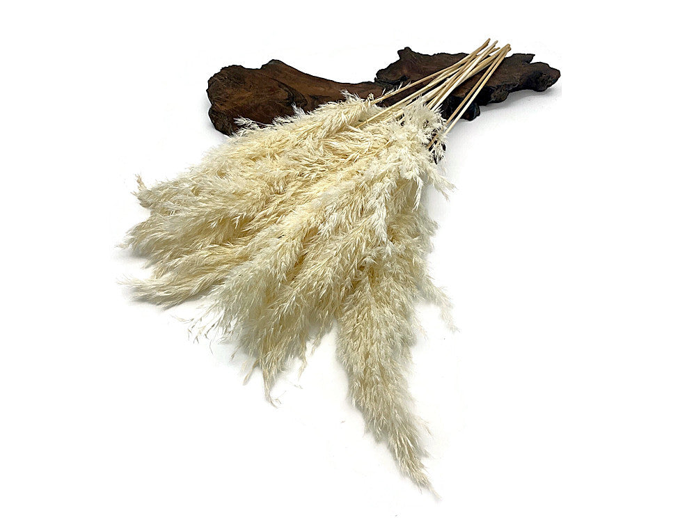 5 Pieces - 20-24" Bleached White Preserved Dried Plume Pampas Reed Grass