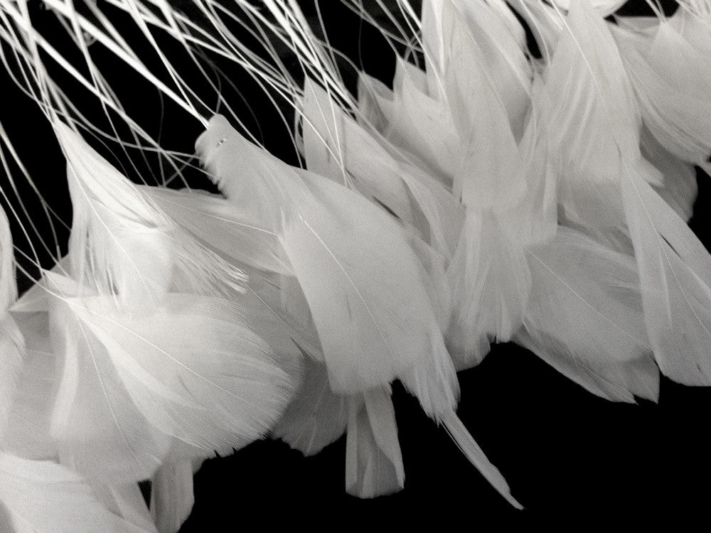 1 Yard - White Stripped Coque Tail Feathers Wholesale Trim (Bulk)