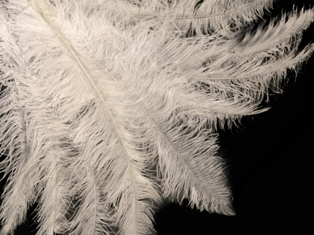 10 Pieces - 20-28" White Ostrich Spads Large Wing Feathers