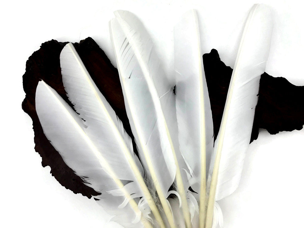 1/4 Lb - White Turkey Pointers Primary Wing Quill Large Wholesale Feathers (Bulk)