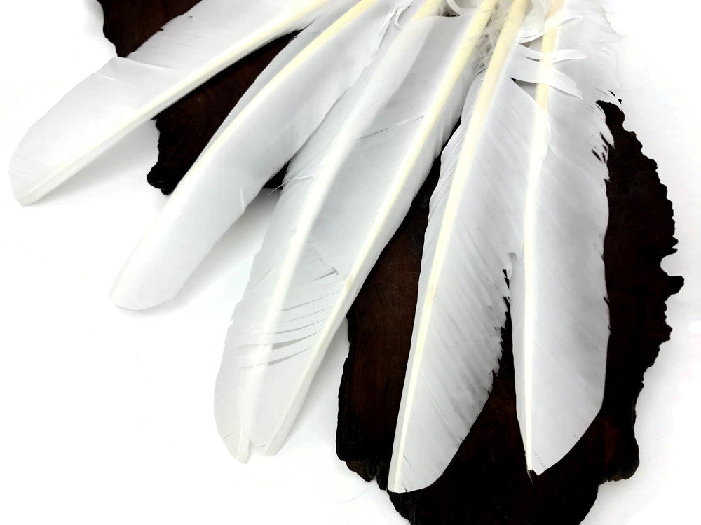 6 Pieces - White Turkey Pointers Primary Wing Quill Large Feathers