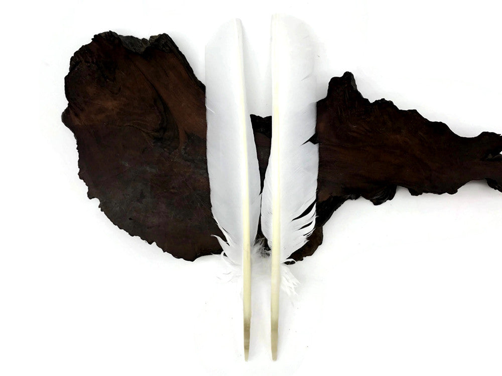 6 Pieces - White Turkey Pointers Primary Wing Quill Large Feathers