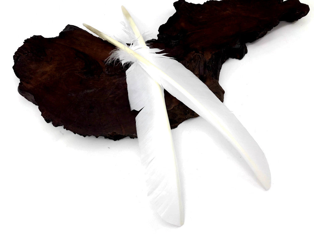 6 Pieces - White Turkey Pointers Primary Wing Quill Large Feathers