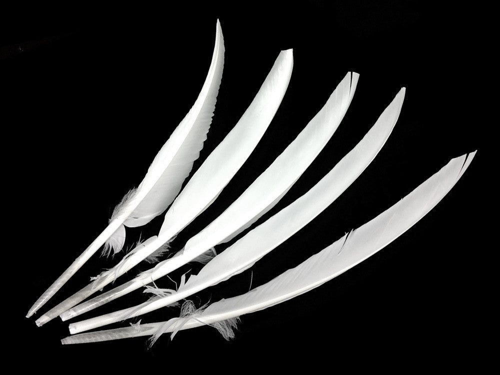 6 Pieces - White Turkey Pointers Primary Wing Quill Large Feathers