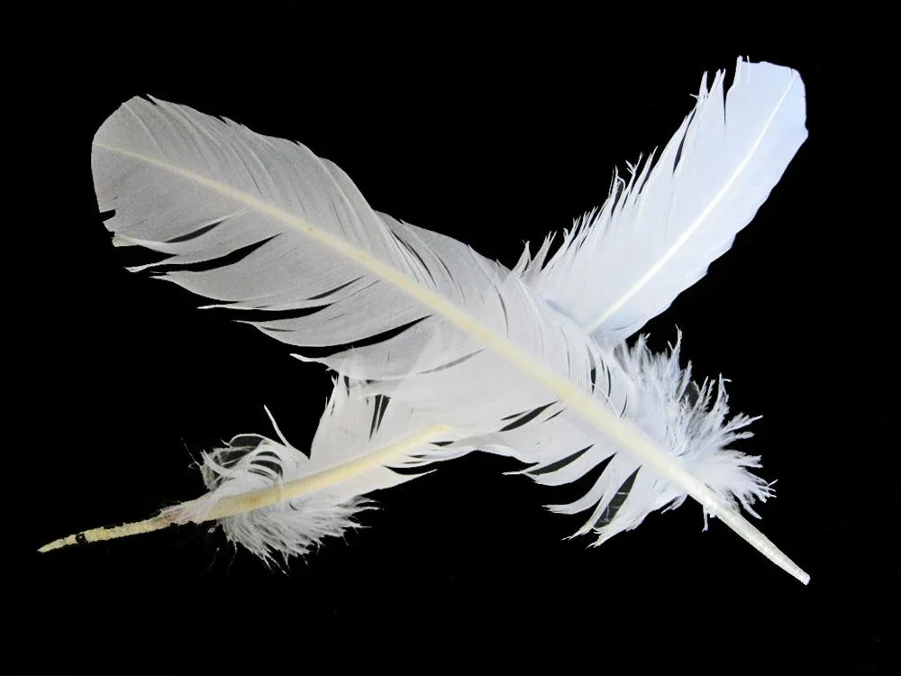 Two soft white feathers crossed against a solid black background for craft and DIY decor.
