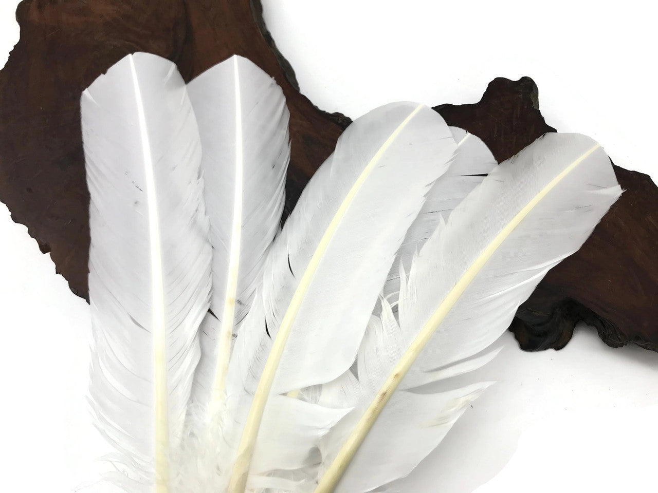 1/4 Lb - White Turkey Tom Rounds Secondary Wing Quill Wholesale Feathers (Bulk)