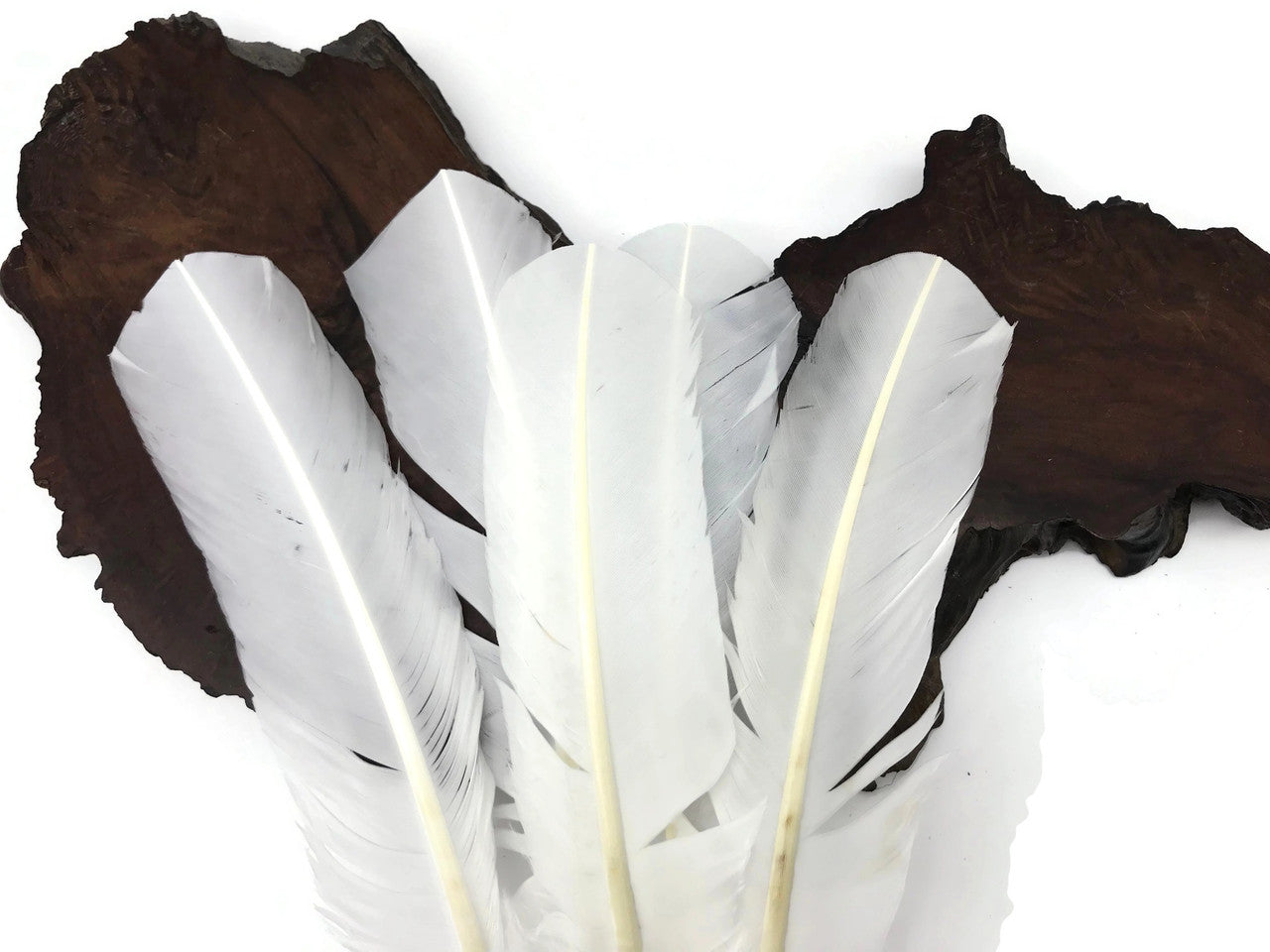 6 Pieces - White Turkey Rounds Secondary Wing Quill Feathers