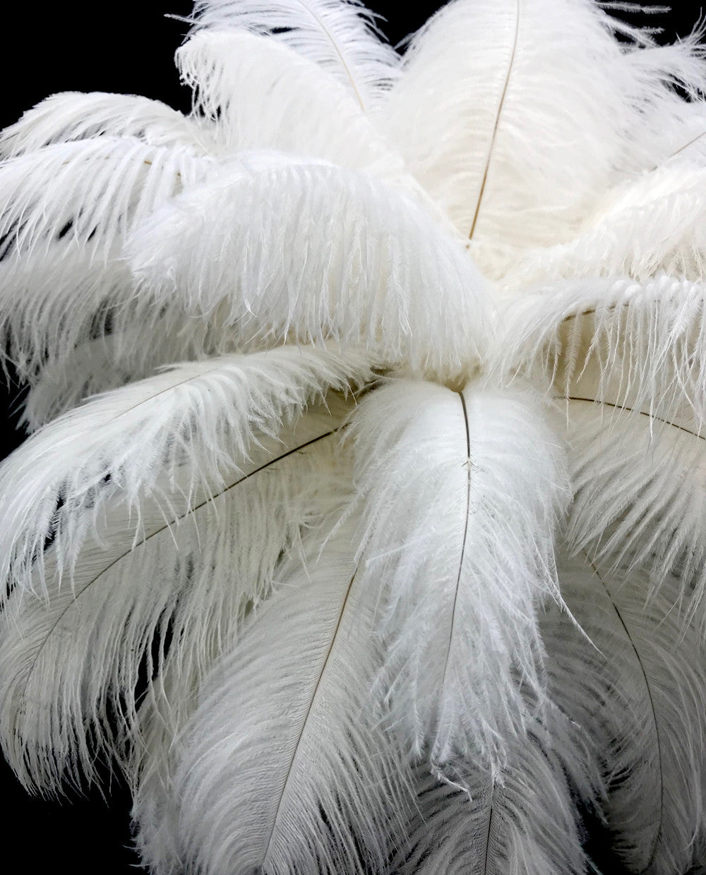 10 Pieces - 19-24" Off White Ostrich Dyed Drabs Body Feathers