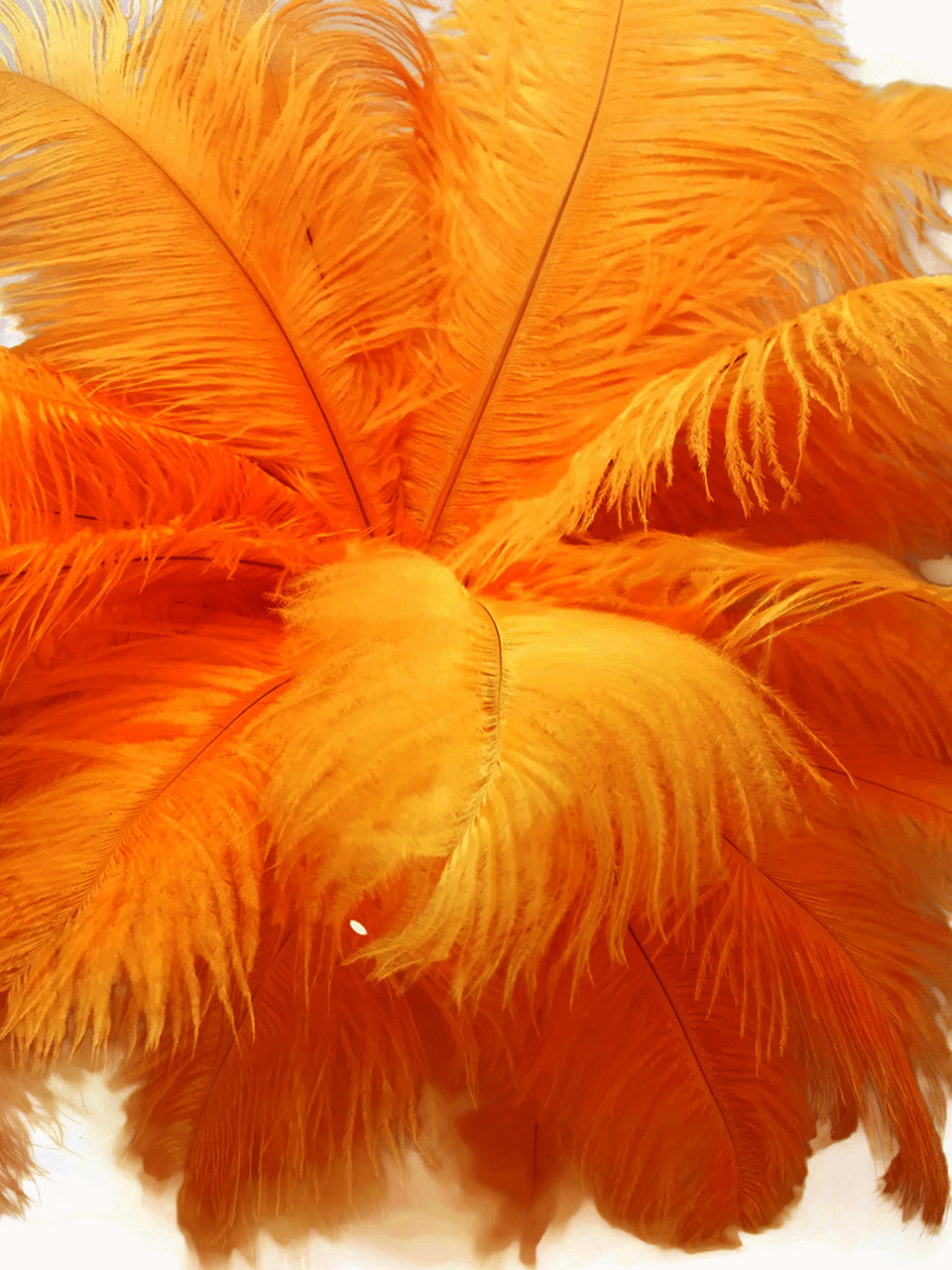 10 Pieces - 17-19" Orange Large Bleached & Dyed Ostrich Drabs Body Feathers