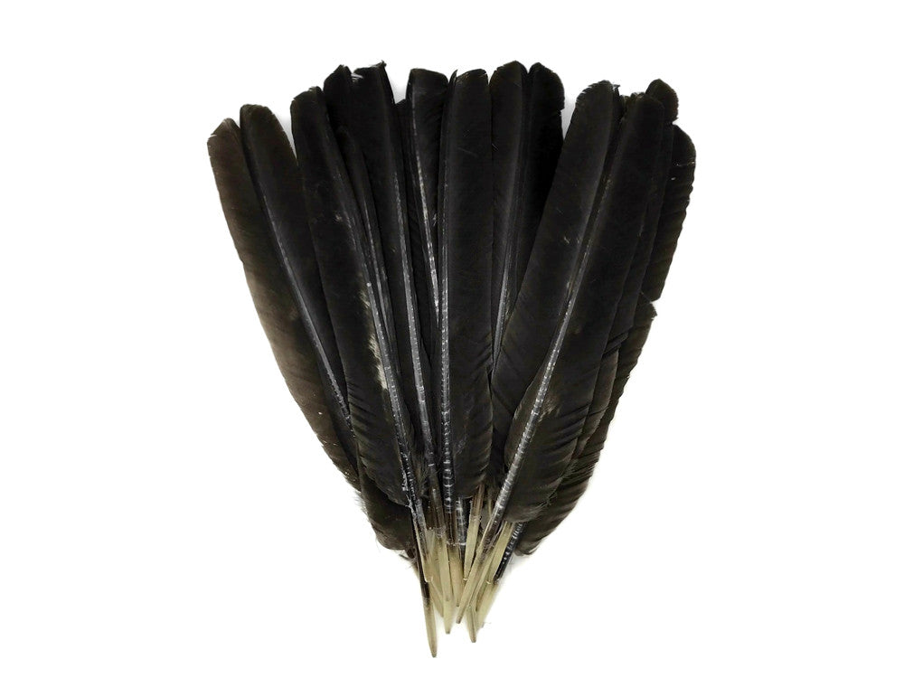 6 Pieces - Natural Brown Wild Tom Turkey Pulled Pointers Primary Wing Quill Feathers