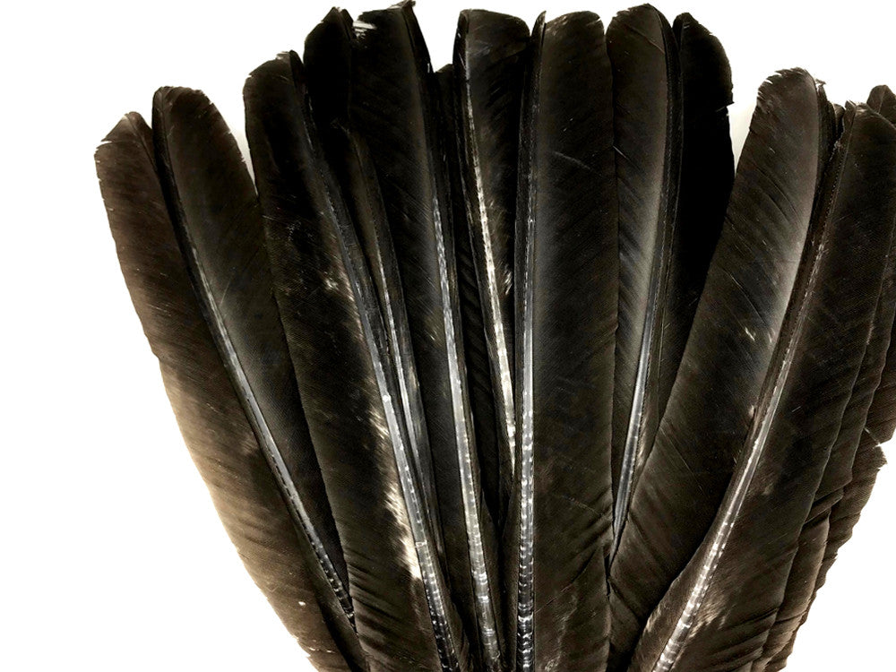 6 Pieces - Natural Brown Wild Tom Turkey Pulled Pointers Primary Wing Quill Feathers