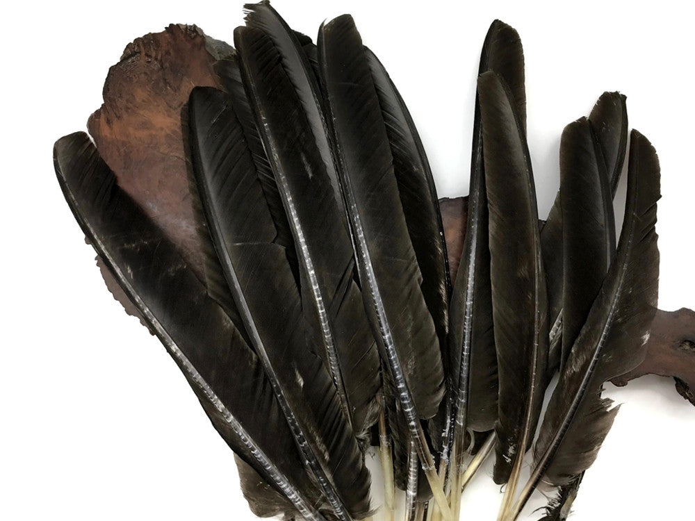 6 Pieces - Natural Brown Wild Tom Turkey Pulled Pointers Primary Wing Quill Feathers