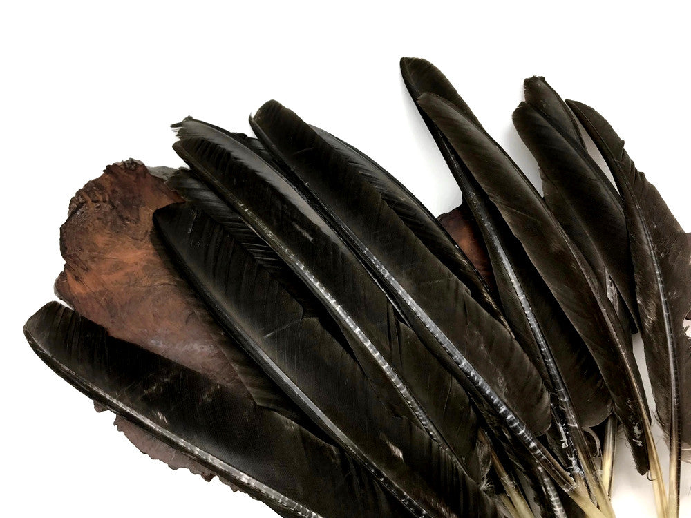 6 Pieces - Natural Brown Wild Tom Turkey Pulled Pointers Primary Wing Quill Feathers