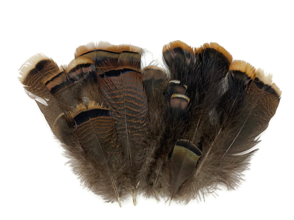 Collection 59 - Wild Turkey body and Tail Feathers Mix