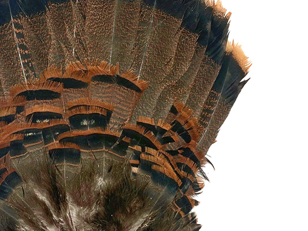 1 Complete Tail Fan - Grade A Natural Brown Merriam Wild Turkey Tail Feathers (bulk)