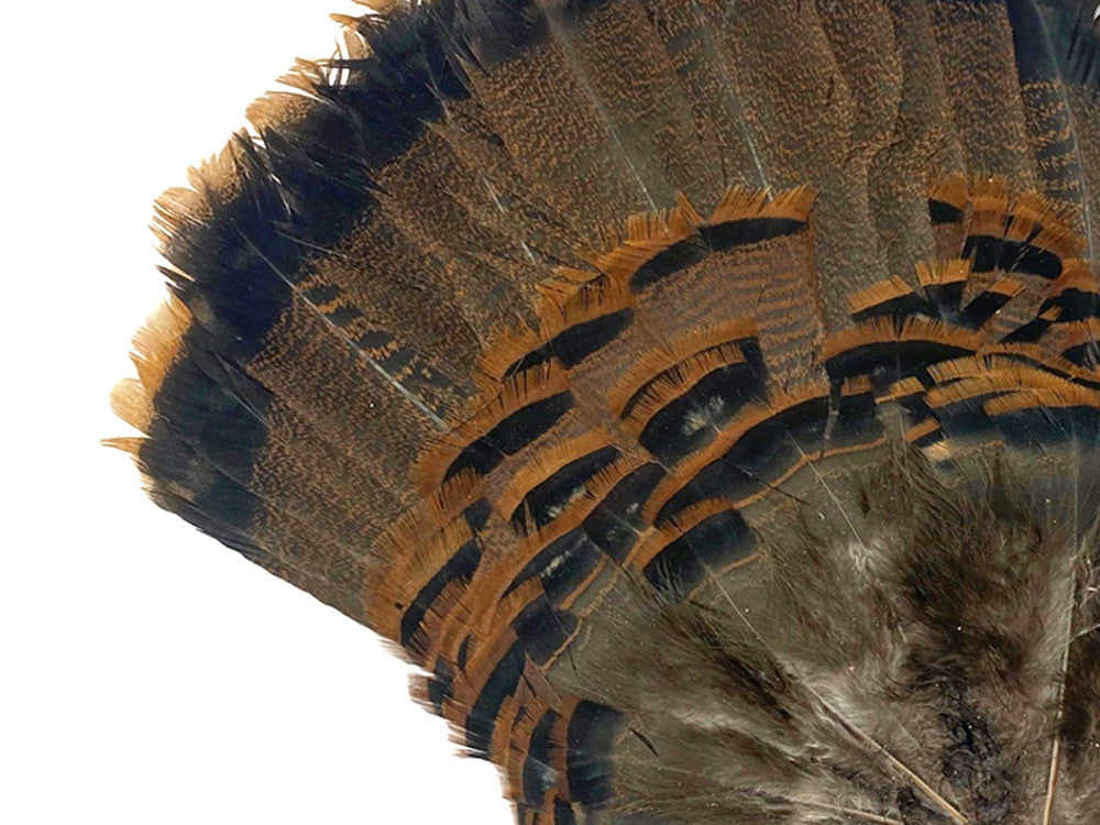 1 Complete Tail Fan - Grade A Natural Brown Merriam Wild Turkey Tail Feathers (bulk)